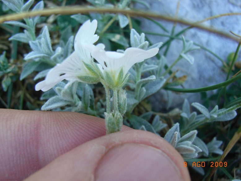 Cerastium tomentosum / Peverina tomentosa